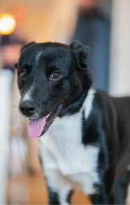 Büro Hund bei Baghus
